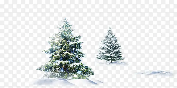 冬季大雪松树