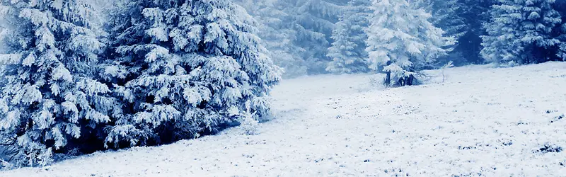 雪林松树