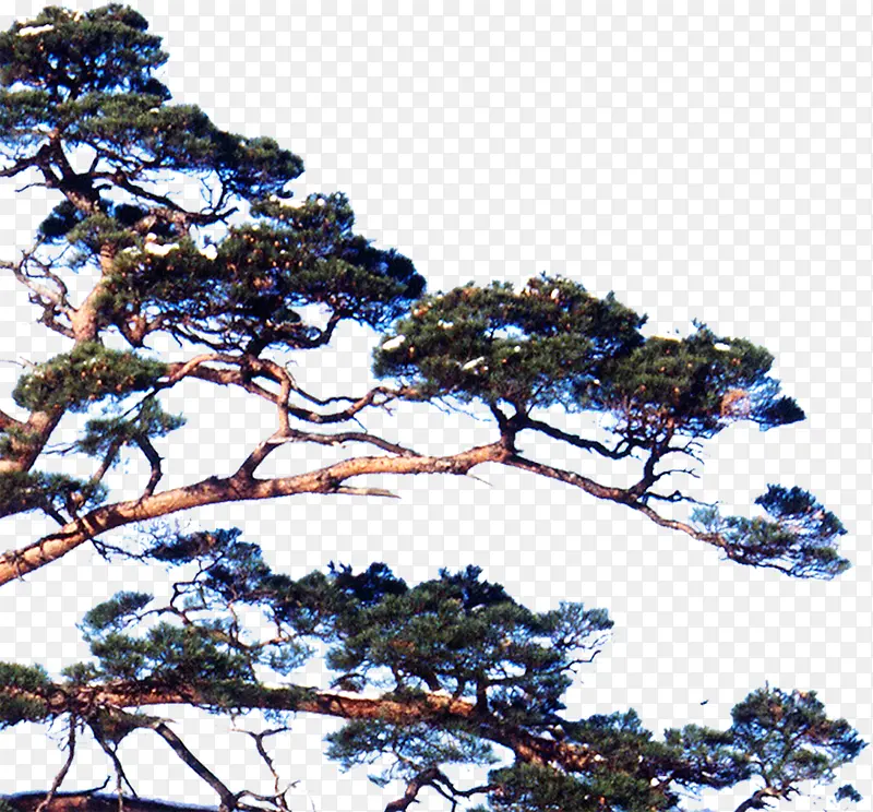 中秋节绿色高清松树