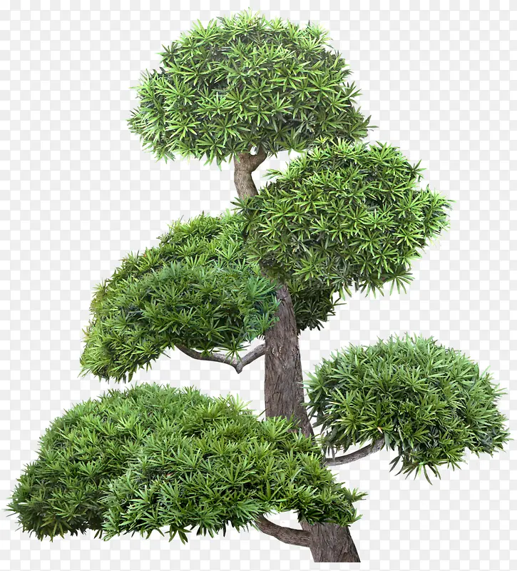 绿色的松树素材图片