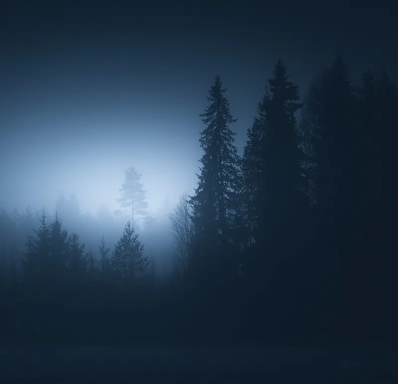 夜下的迷雾松树林海报背景