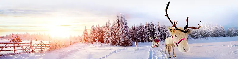 冬季雪山松树林麋鹿海报背景