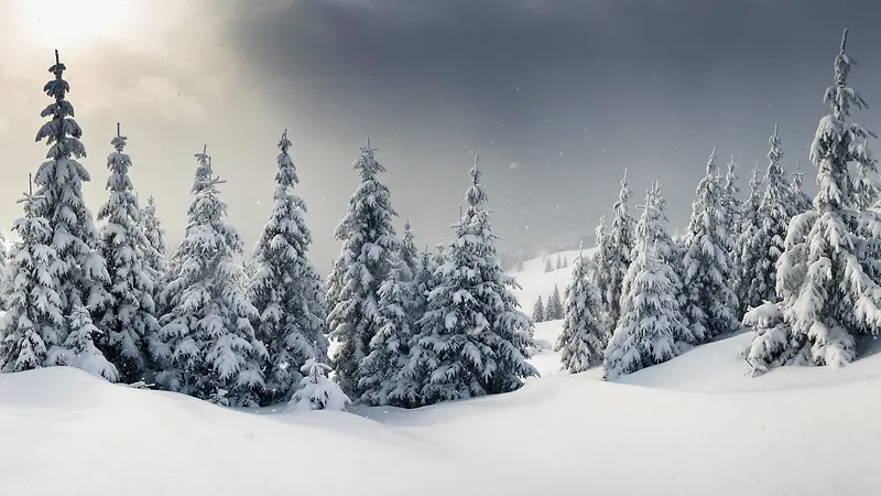 落着雪的松树背景