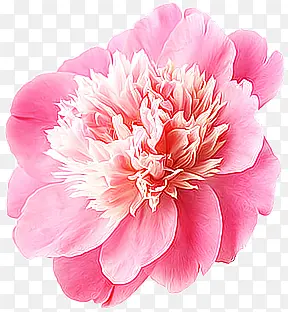鲜艳粉色花朵