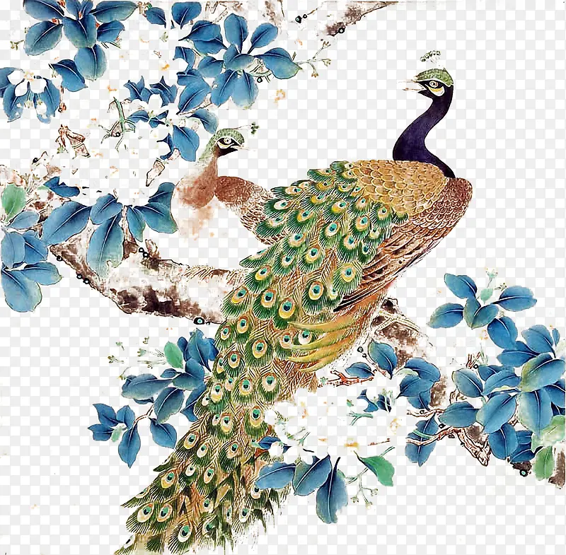 中国风手绘孔雀