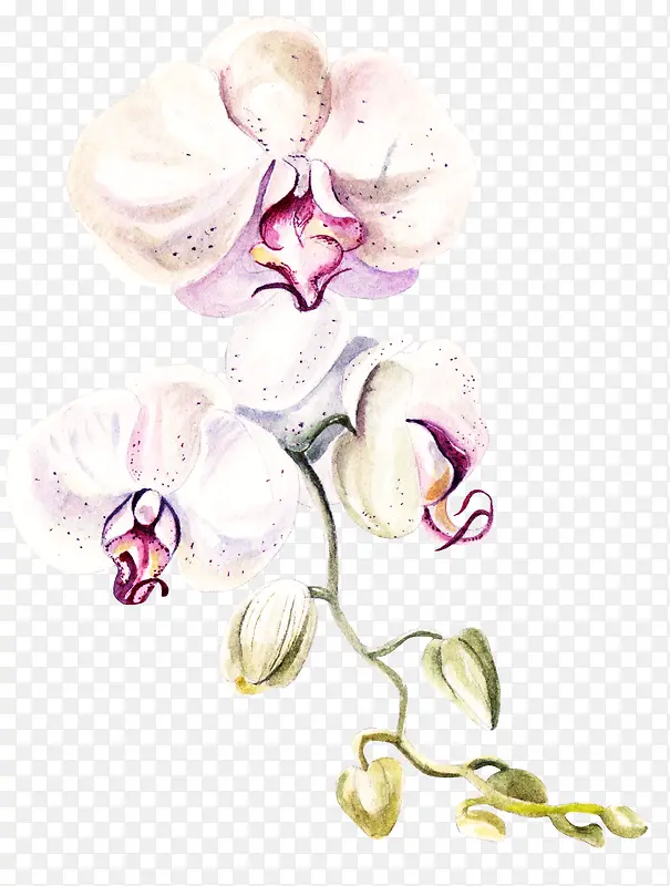 水彩手绘花藤植物