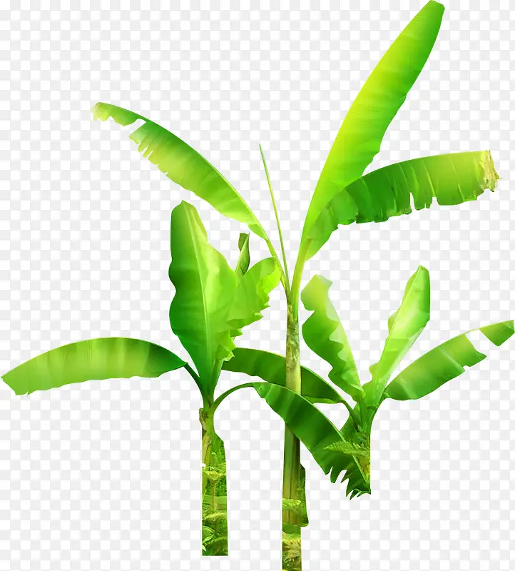 茂密的热带植物