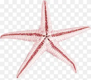 红色大海星素材