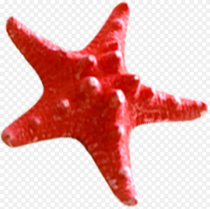 红色贝壳海星效果