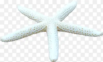 白色细长海星