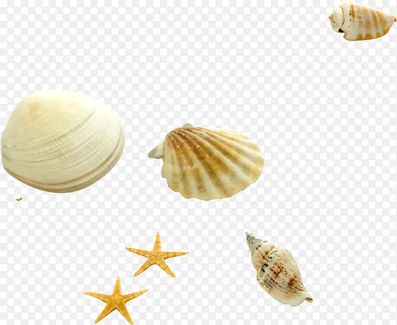海星海螺贝壳