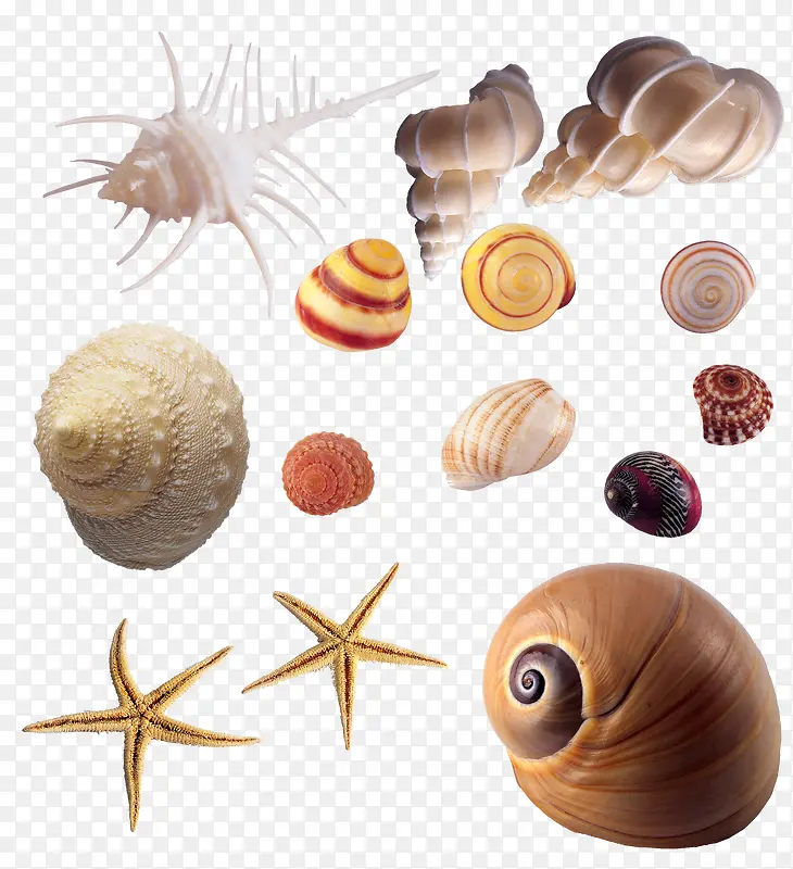 各式各样的海螺和海星