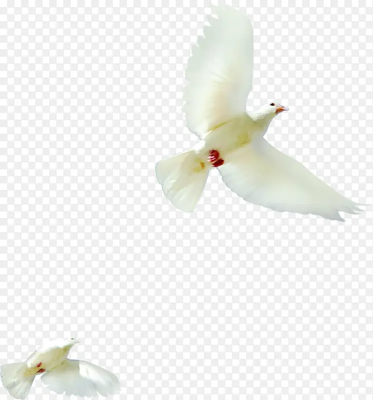 白色鸽子和平国庆