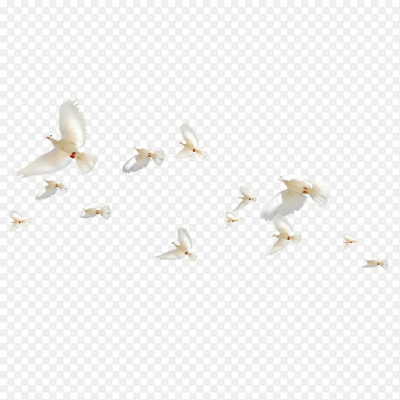 白色飞舞鸽子背景素材