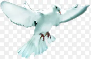 高清白色羽毛鸽子