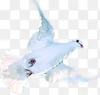 白色高清飞翔鸽子