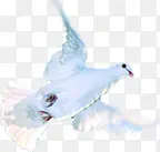 白色鸽子展翅高飞