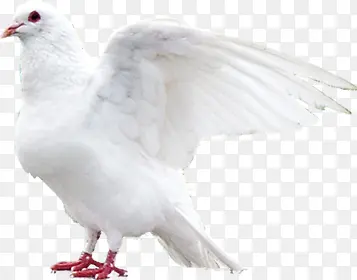 白色羽毛鸽子动物