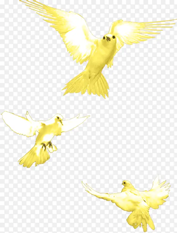 鸽子
