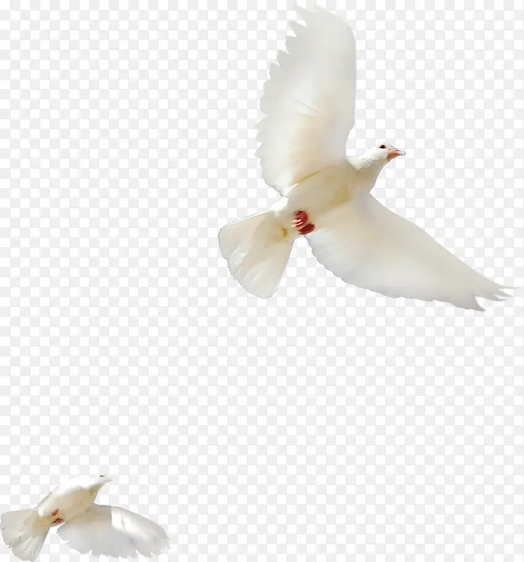 飞翔的白色和平鸽子