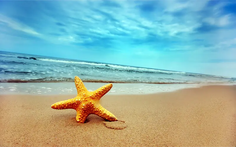 夏季大海创意沙滩海星