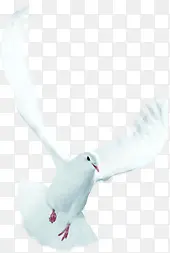 白色鸽子创意装饰