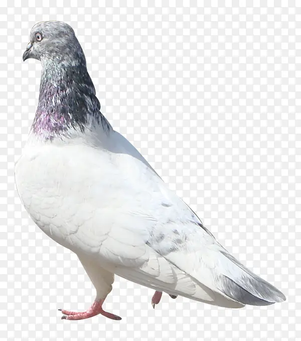 鸽子