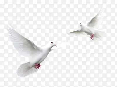鸟鸽子白色鸽子和平鸽