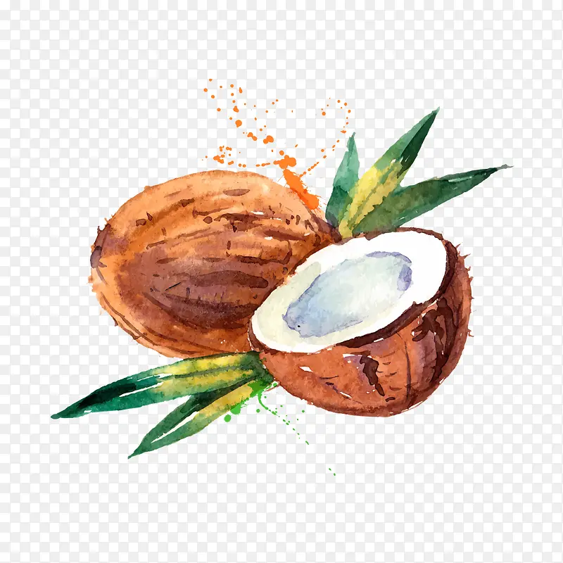 手绘水彩椰子