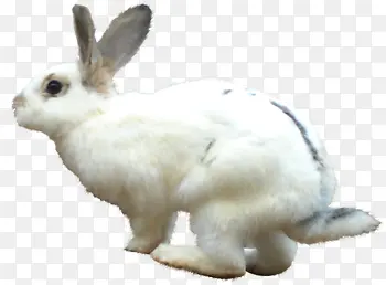 手绘白色可爱小兔子