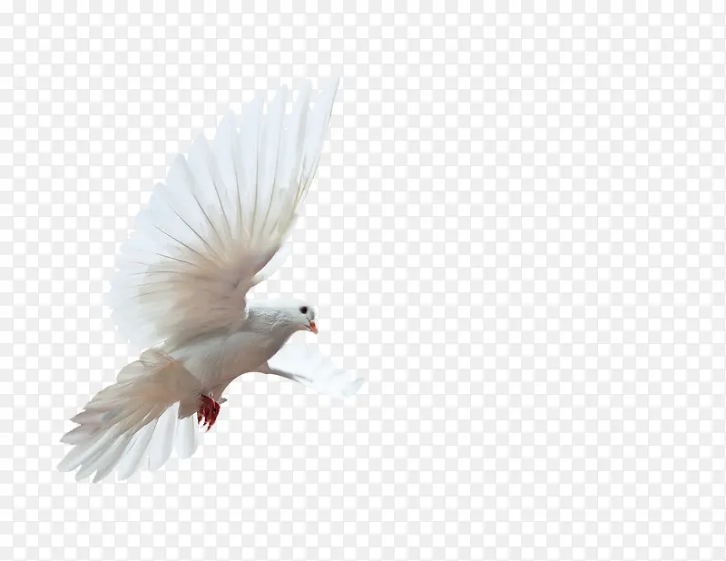 飞翔的白色鸽子