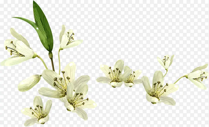 手绘白色可爱唯美小花植物