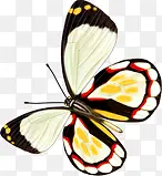 白色唯美蝴蝶手绘