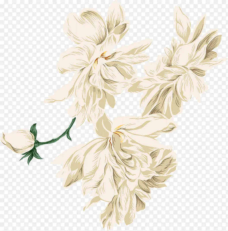 手绘精美白色花卉