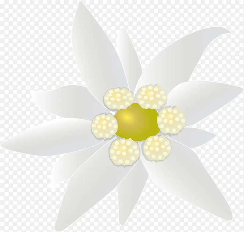 白色小花