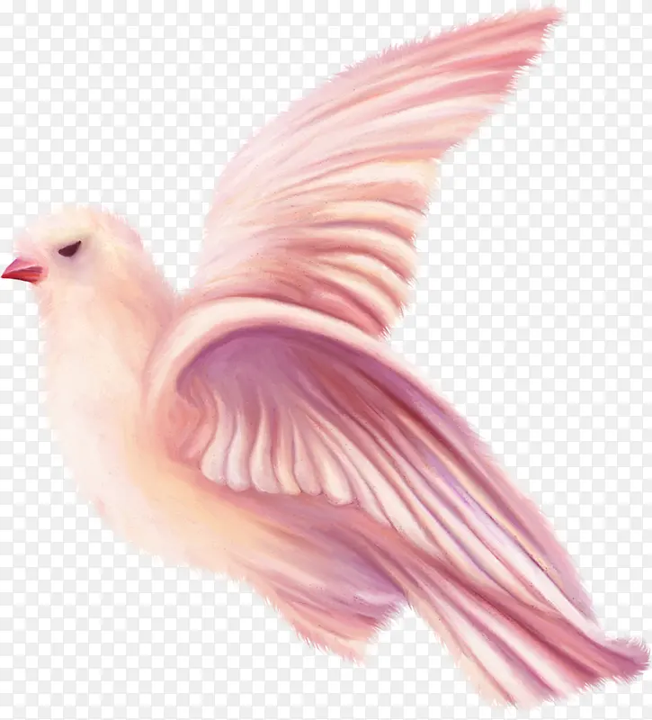 彩绘粉红鸽子鸟类