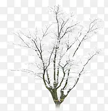 白色冬日手绘大树