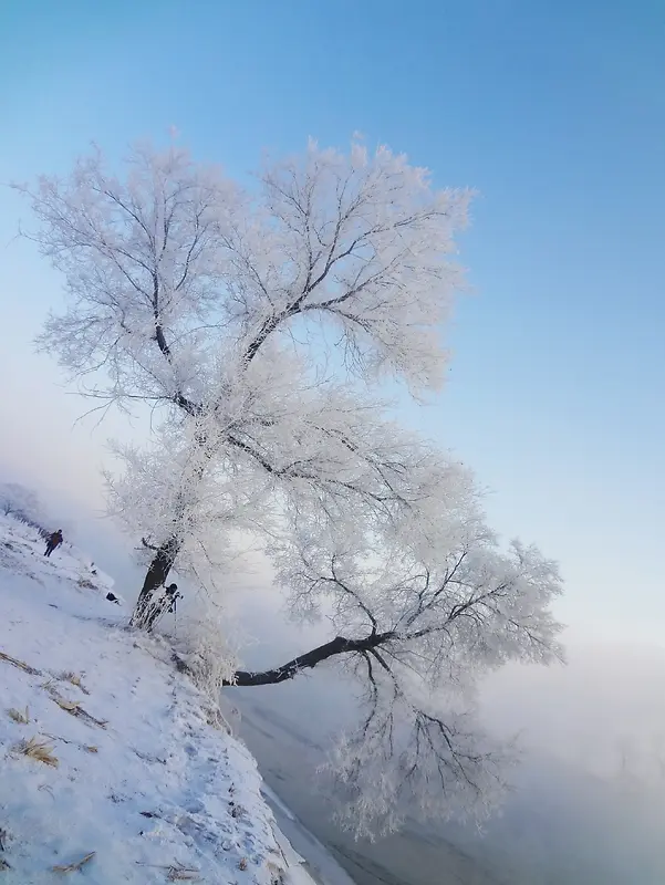 冬日白雪大树美景