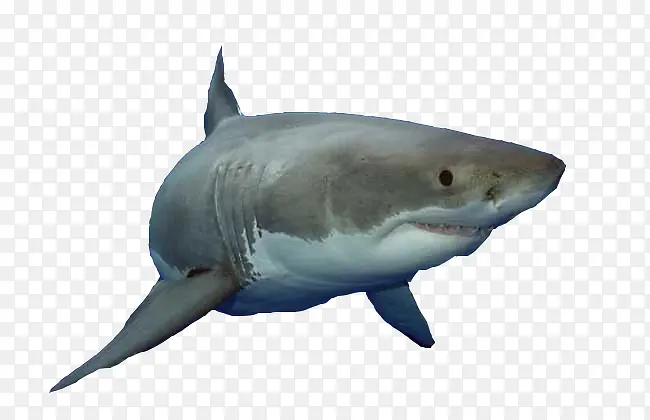 凶猛的大白鲨