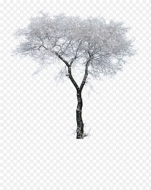 白色冬季雪后大树