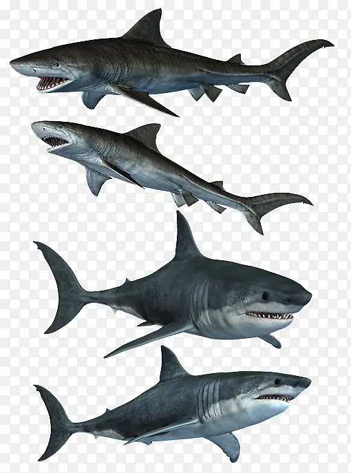 凶猛大白鲨