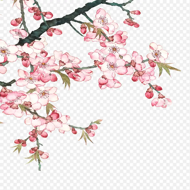 花枝