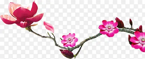 中国风粉色花朵图片