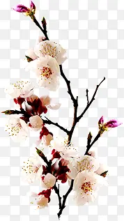 粉色中国风花朵装饰