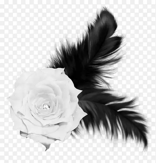 黑羽毛白玫瑰