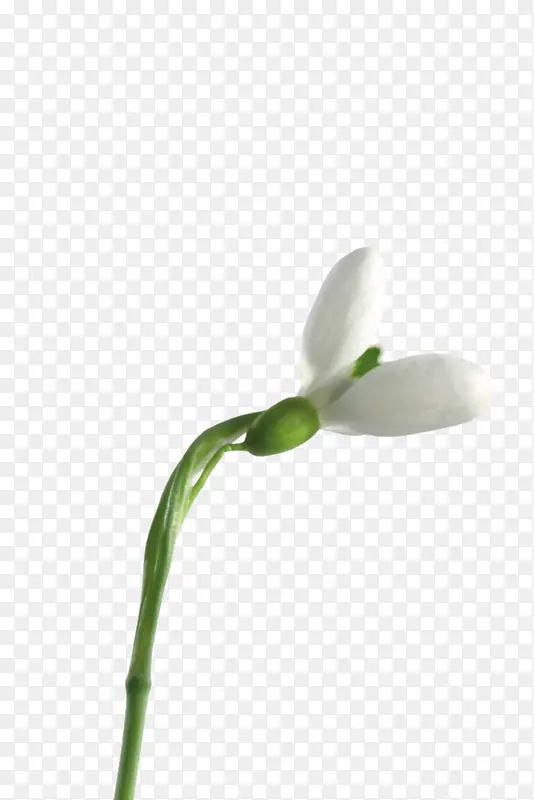 藤蔓的小白花