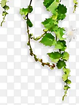 春季绿色藤蔓装饰