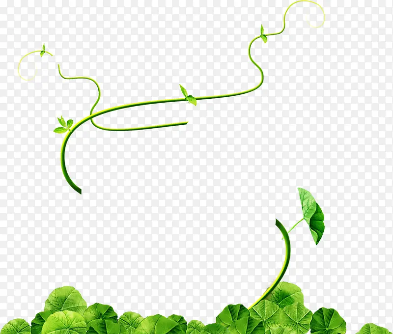 绿色细条藤蔓
