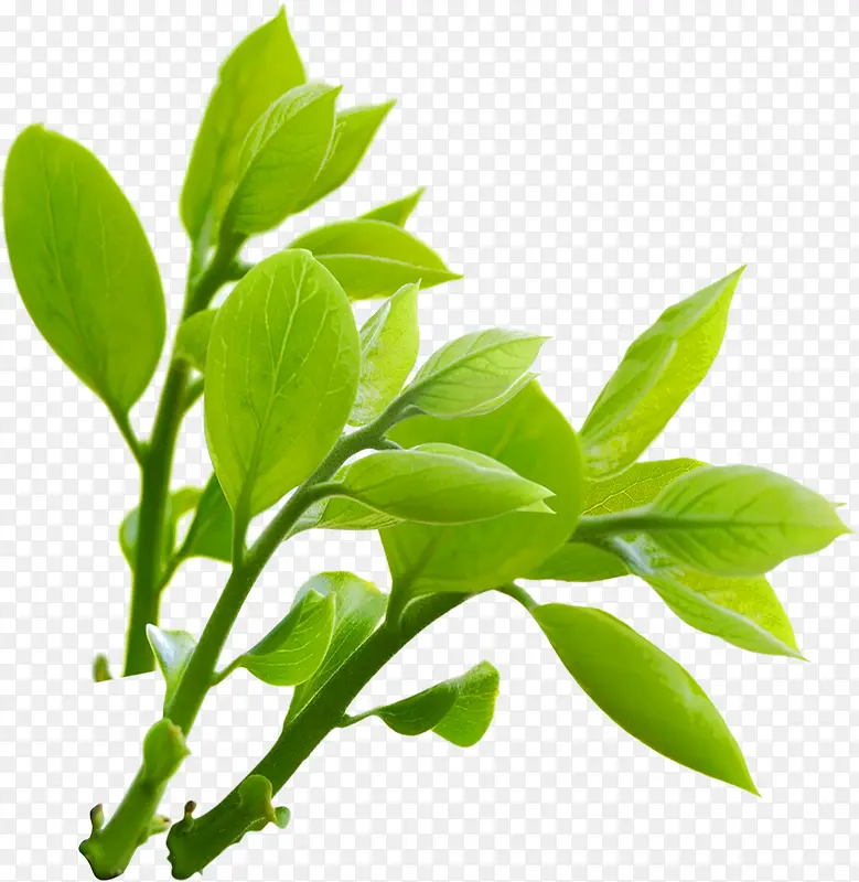 春季清新藤蔓植物绿叶