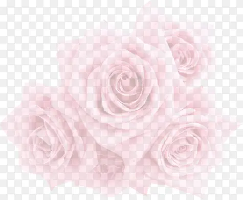 粉色玫瑰唯美花朵